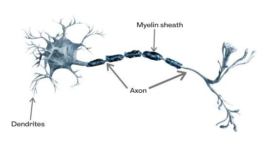 motor neuron description