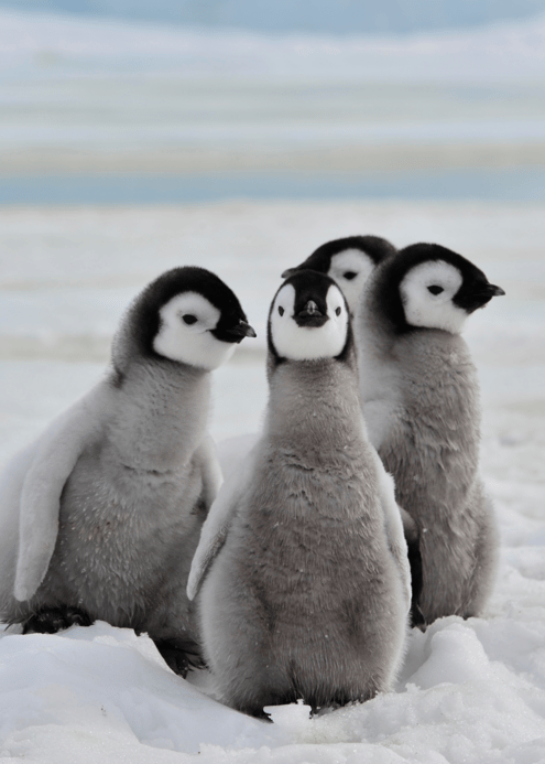 fluffy_penguins